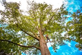 Best Tree and Shrub Care  in Stamford, TX