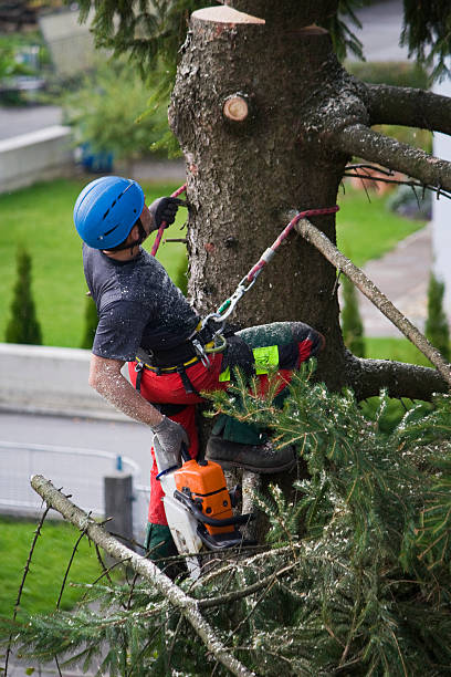 Best Fruit Tree Pruning  in Stamford, TX