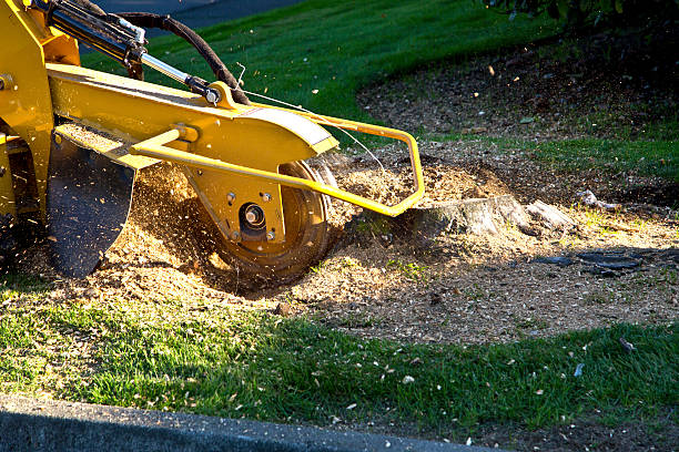 Best Leaf Removal  in Stamford, TX